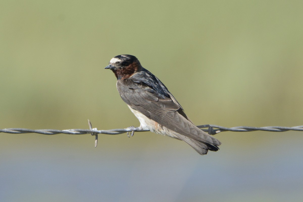 Cliff Swallow - ML172118991