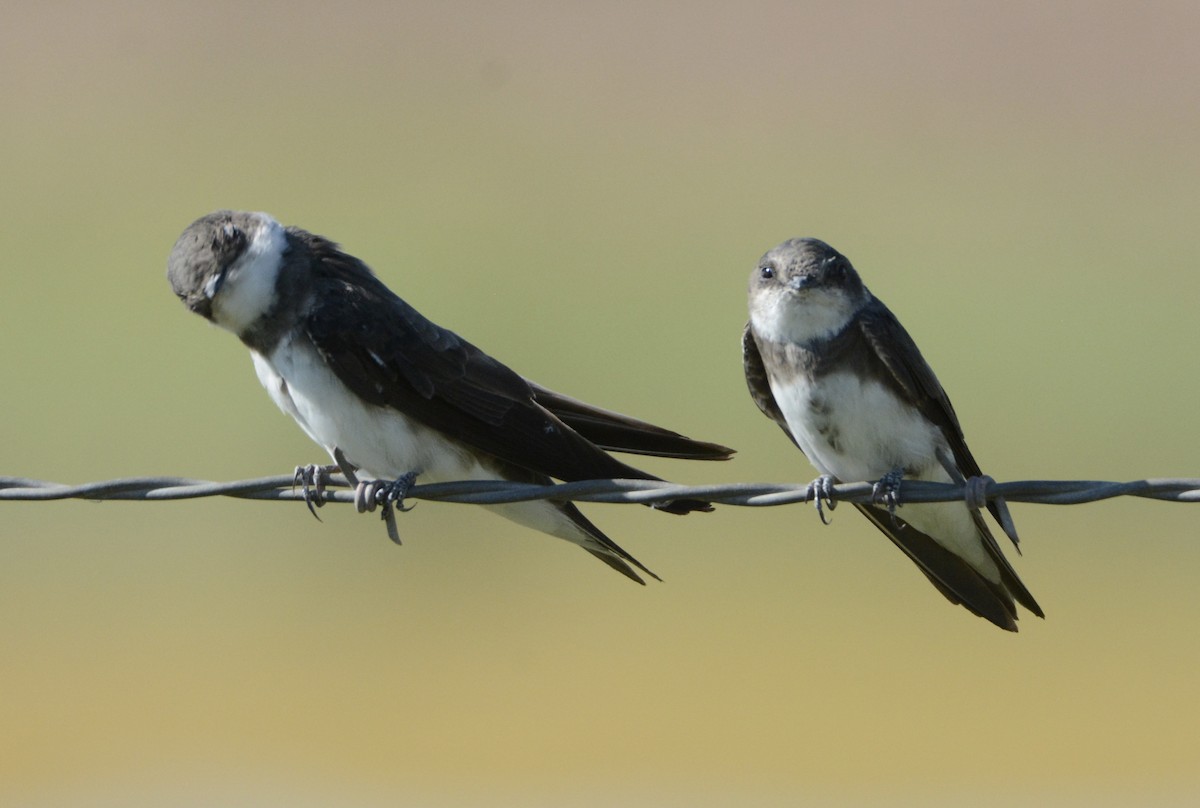 Bank Swallow - ML172119201