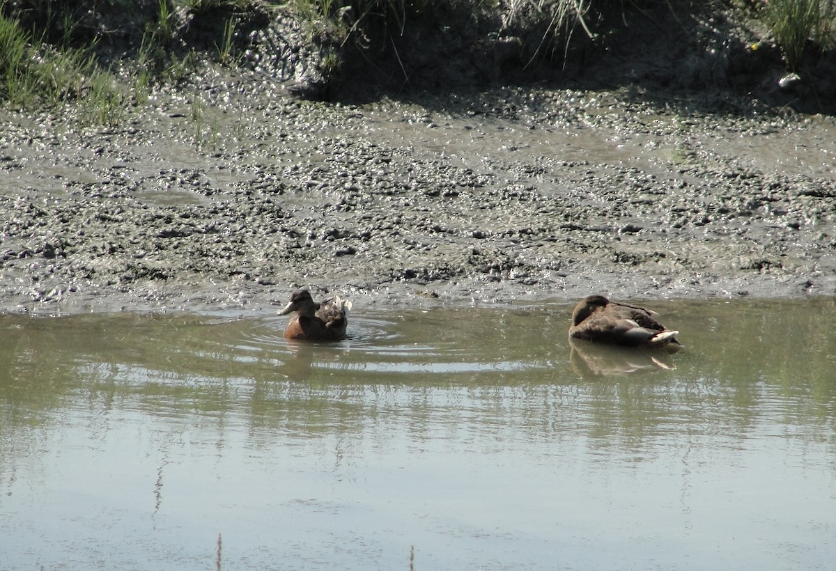 anatidé sp. (canard barboteur sp.) - ML172121001