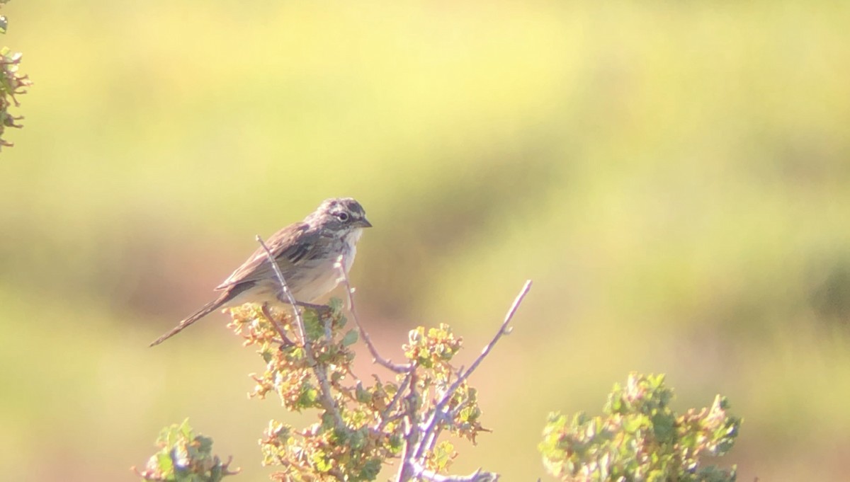 Bell's Sparrow - ML172121221