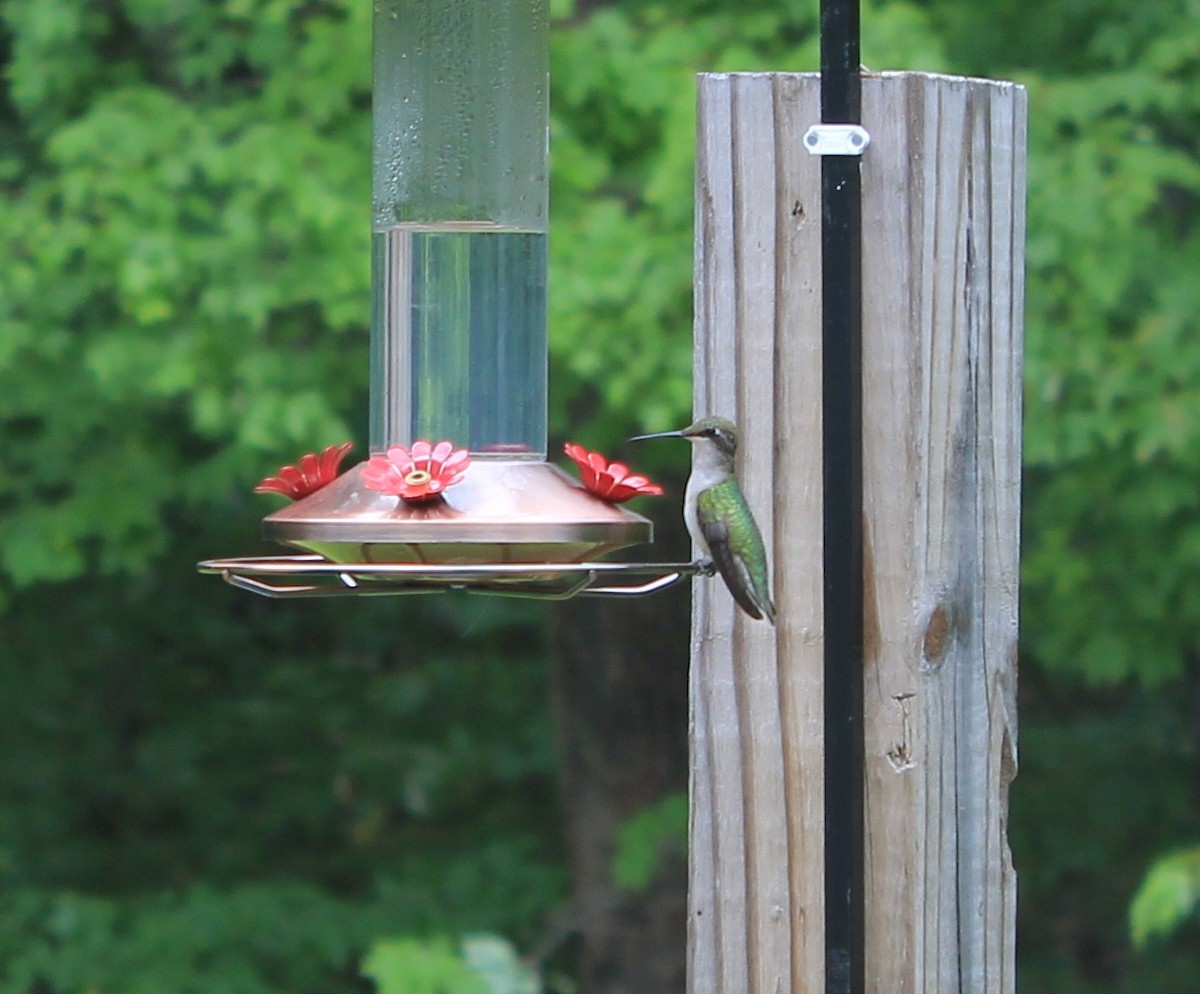 Ruby-throated Hummingbird - Megan Bradford