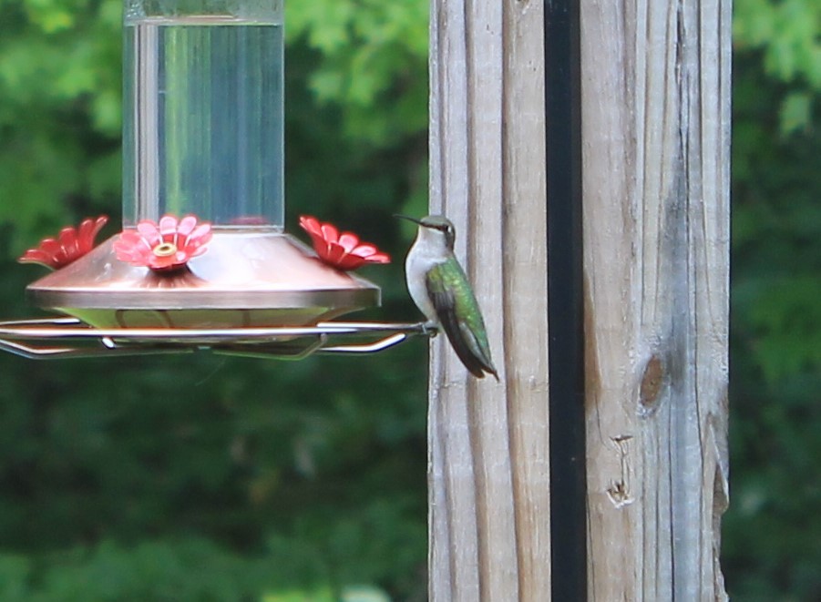 Ruby-throated Hummingbird - Megan Bradford