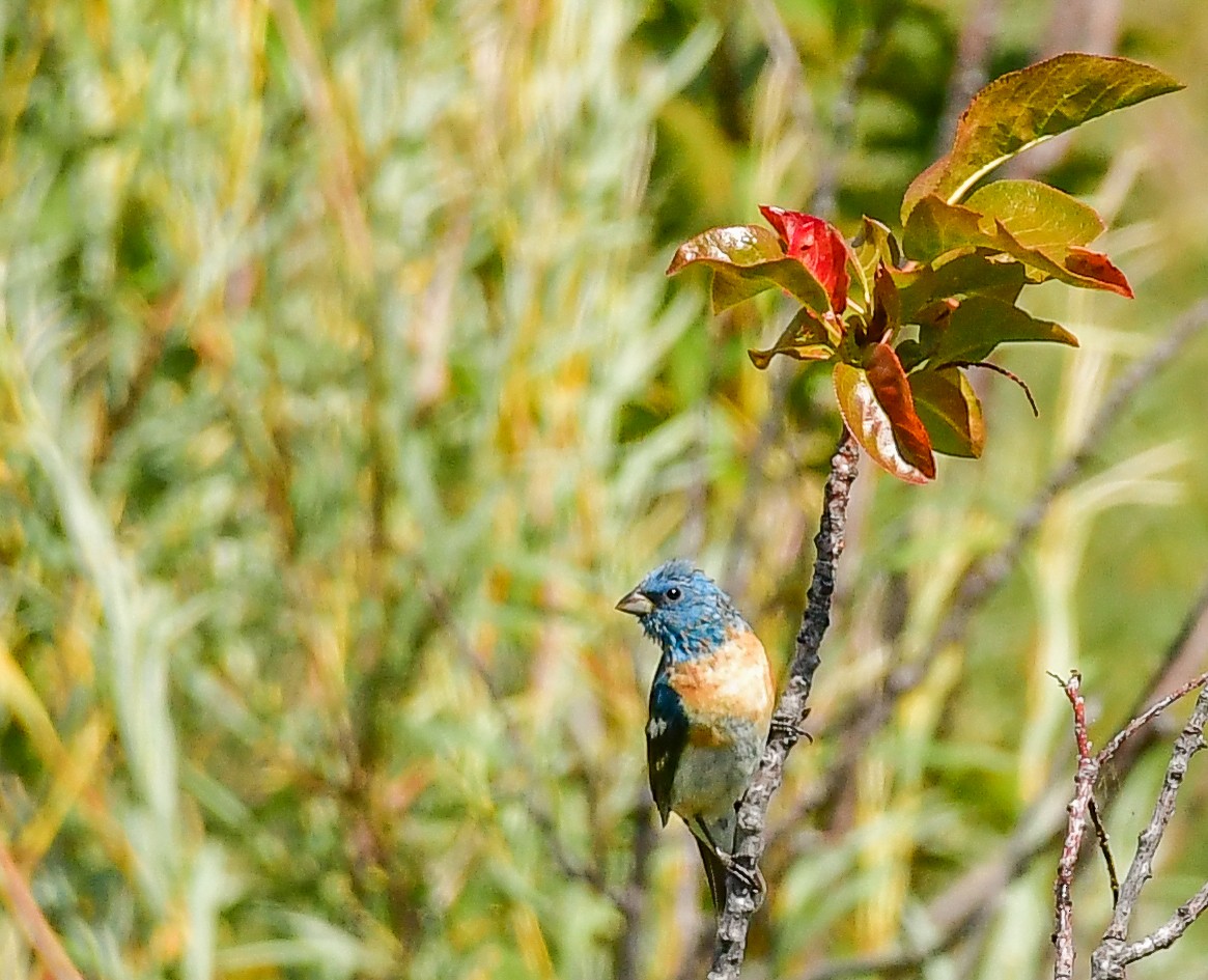 Lazuli Bunting - Libby Burtner