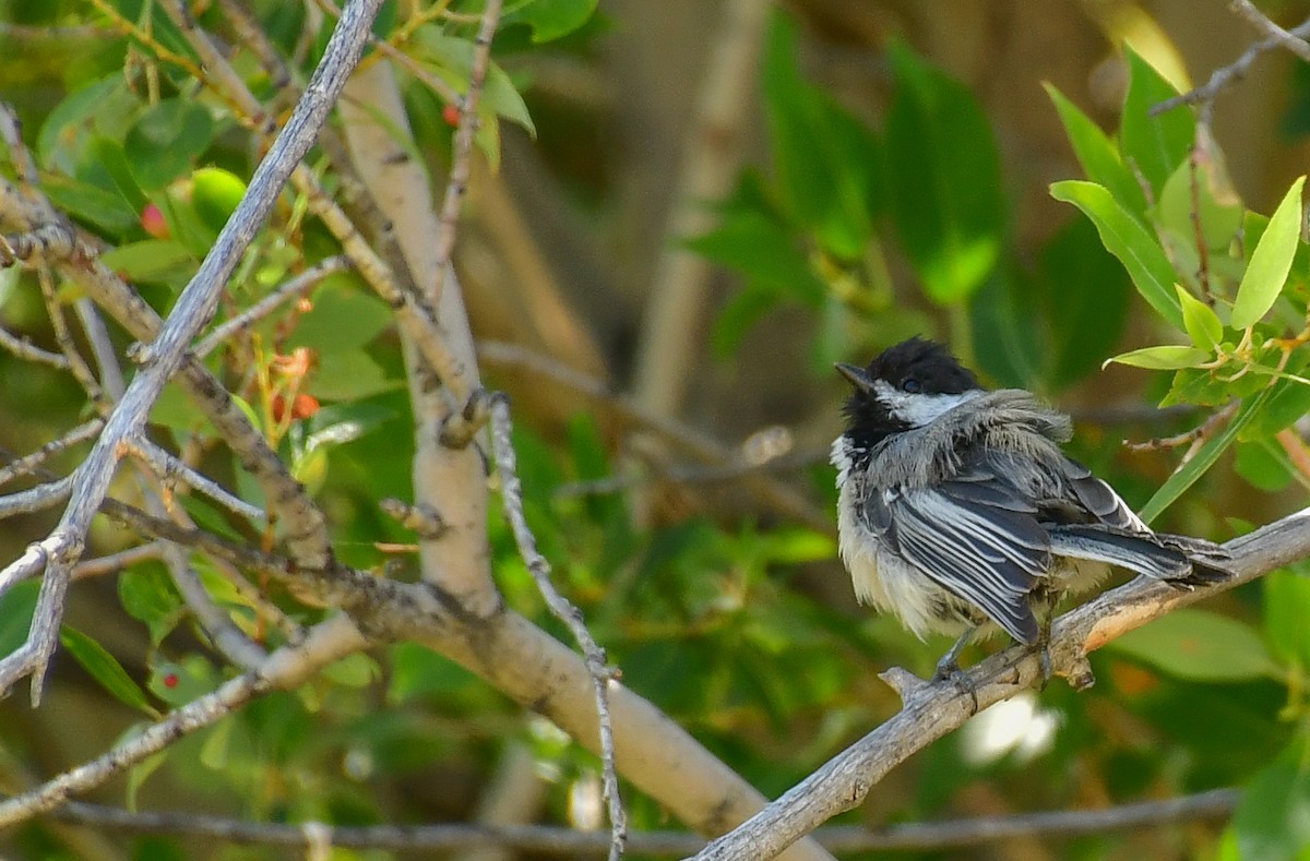 Black-capped Chickadee - Libby Burtner