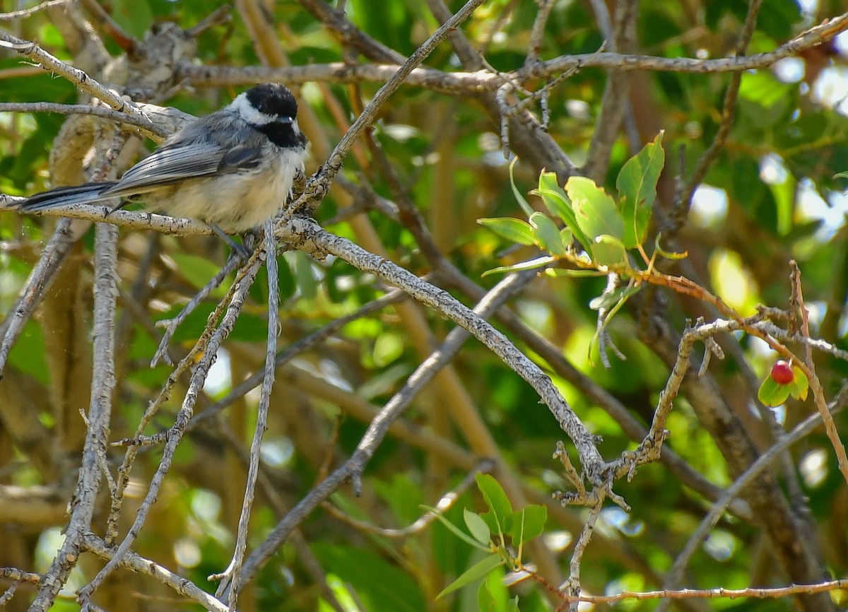 Black-capped Chickadee - Libby Burtner