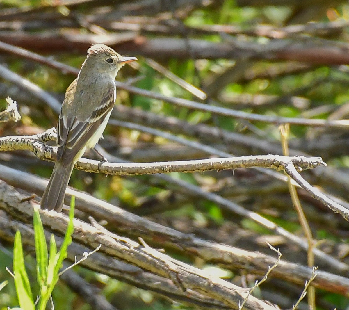 Willow Flycatcher - Libby Burtner