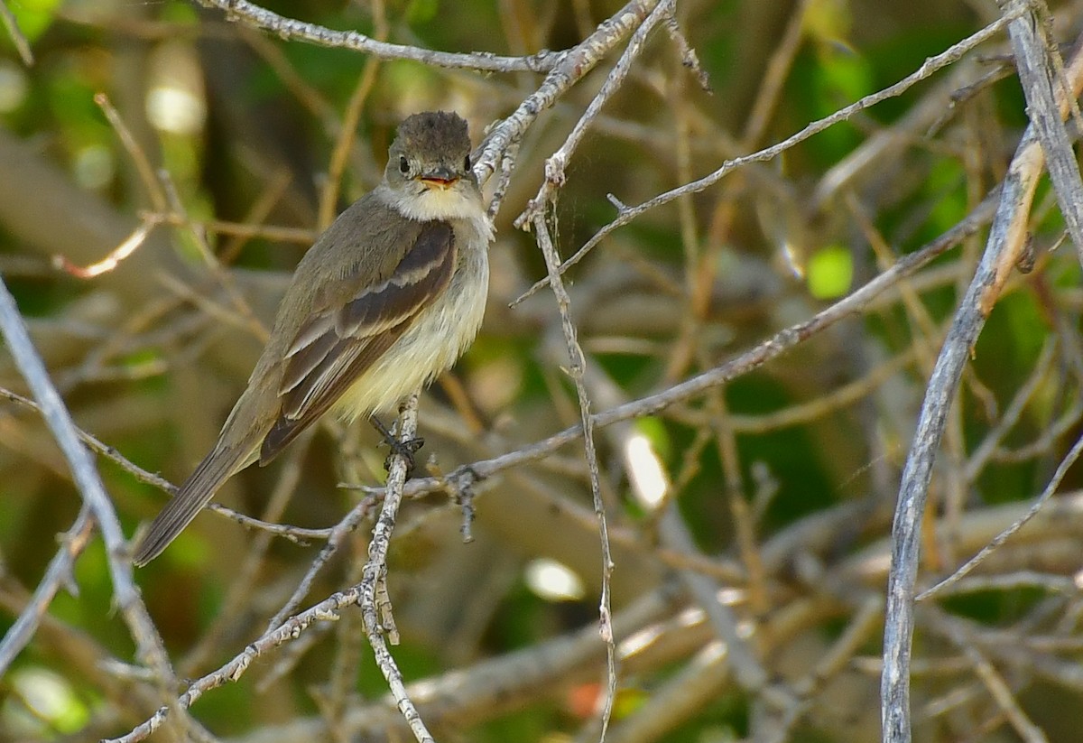 Willow Flycatcher - Libby Burtner