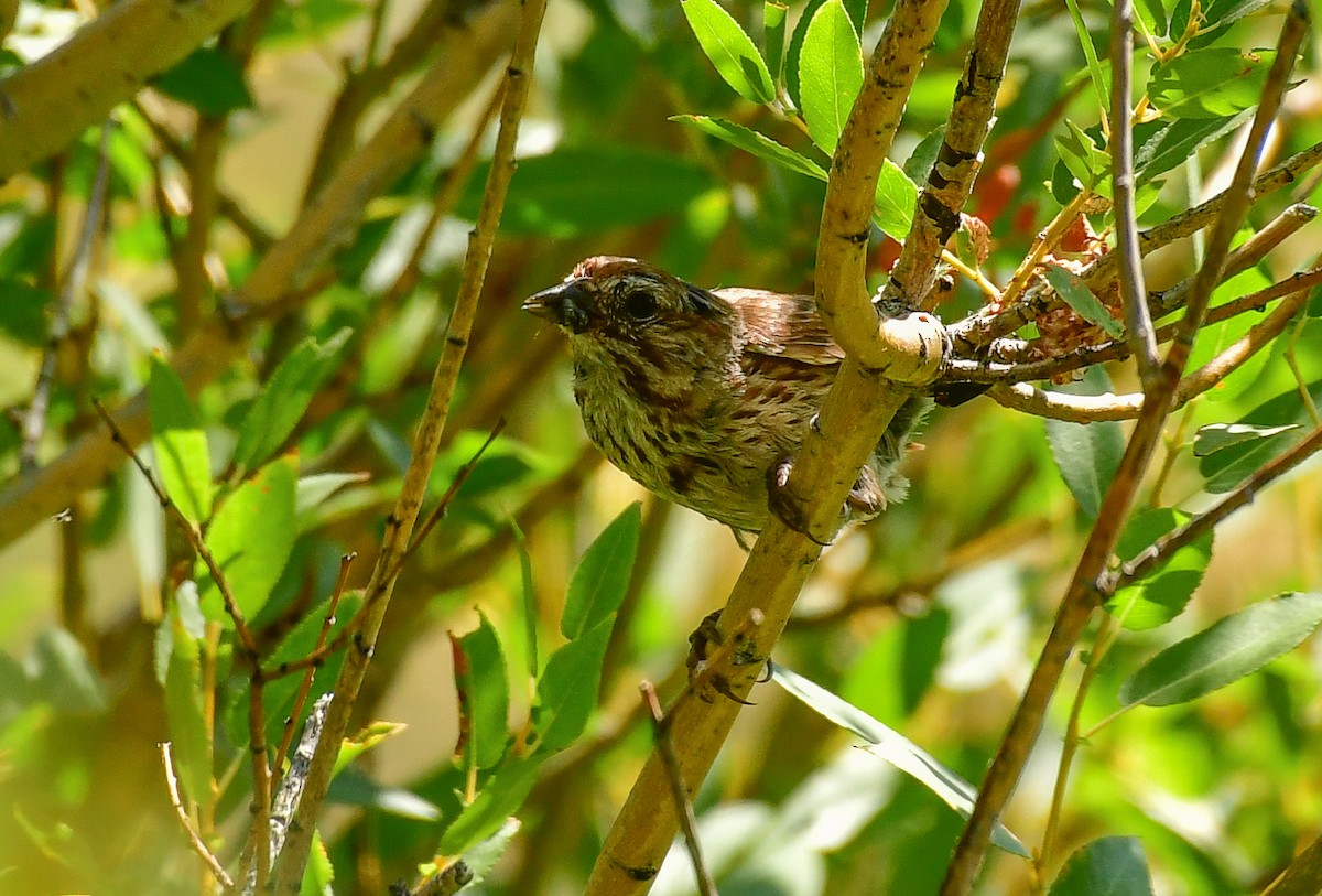 Song Sparrow - Libby Burtner