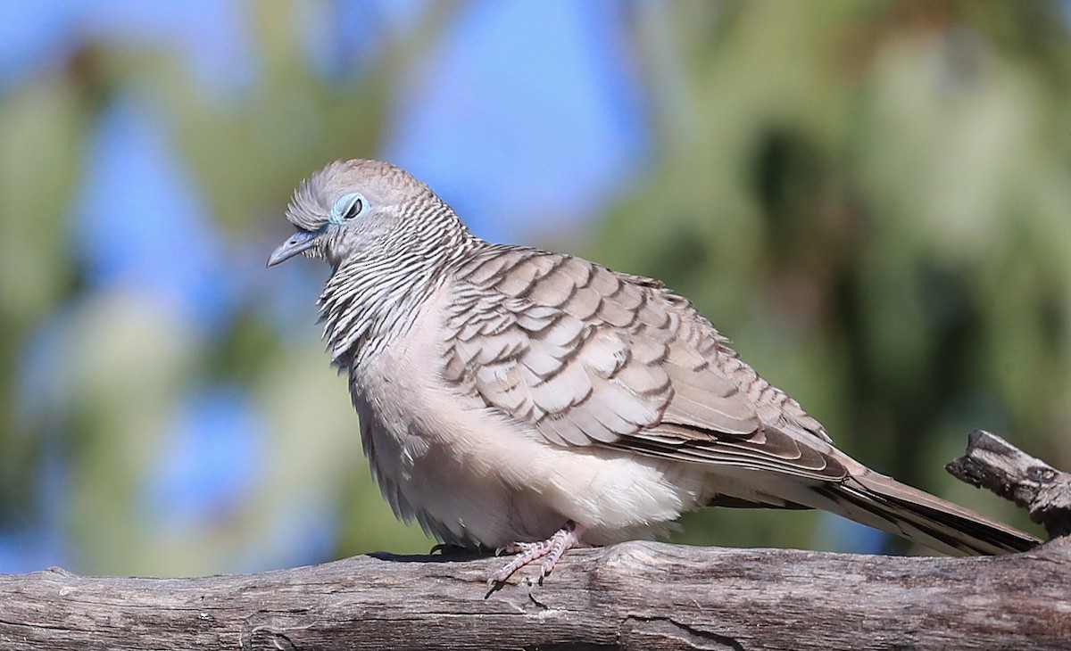 Peaceful Dove - Tony Ashton