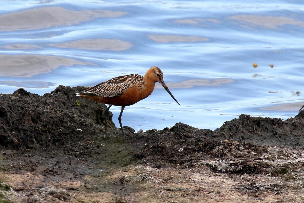 Bar-tailed Godwit - ML172130491