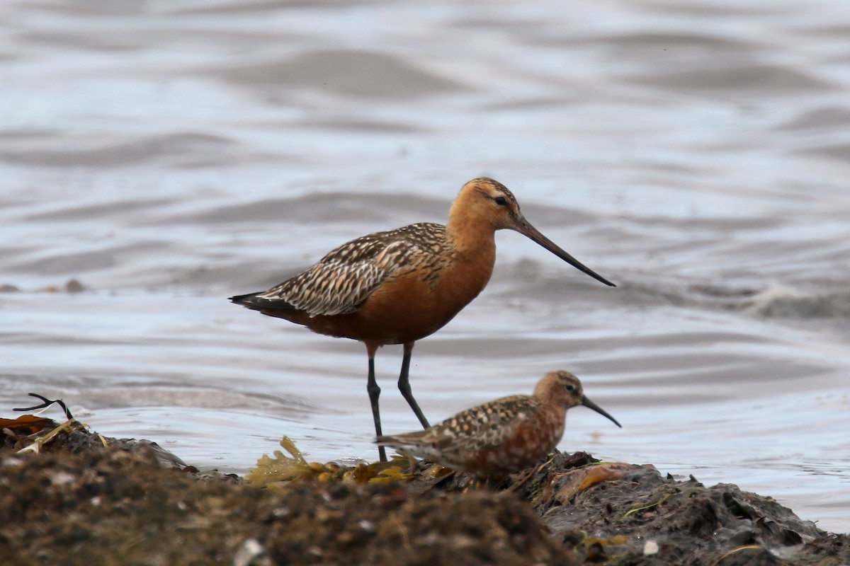 Bar-tailed Godwit - Stephen Gast