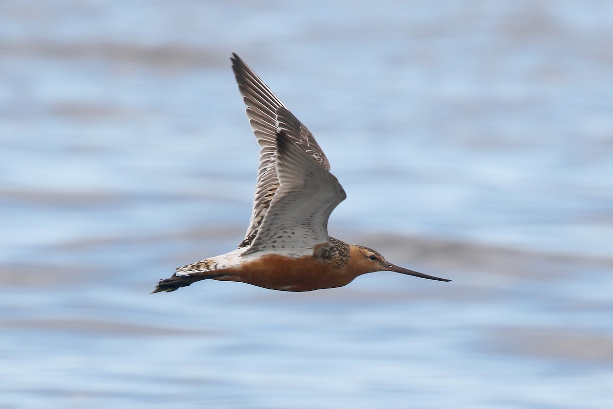 Bar-tailed Godwit - ML172130521