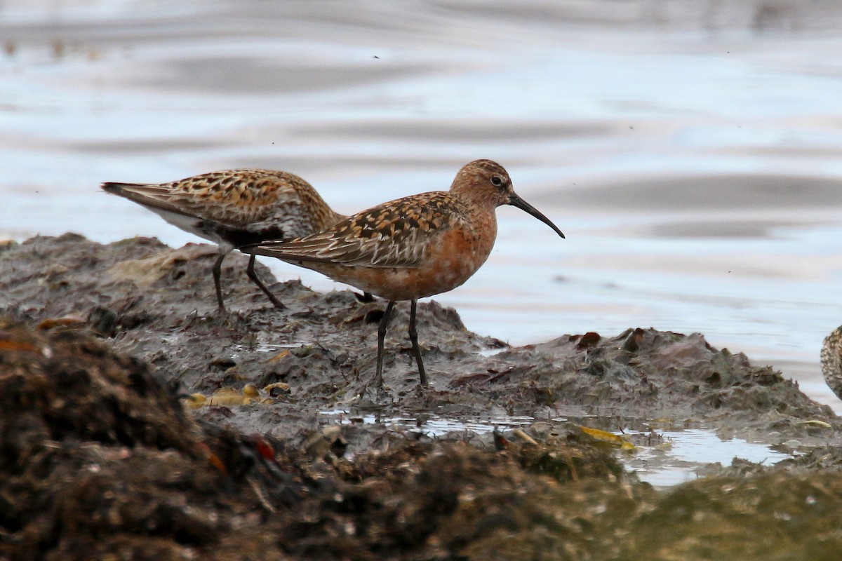 Curlew Sandpiper - ML172130581