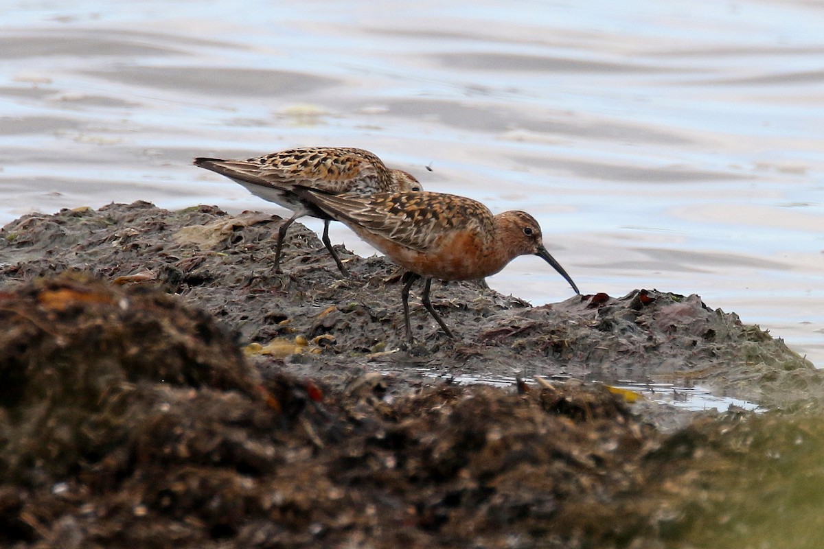 Curlew Sandpiper - Stephen Gast