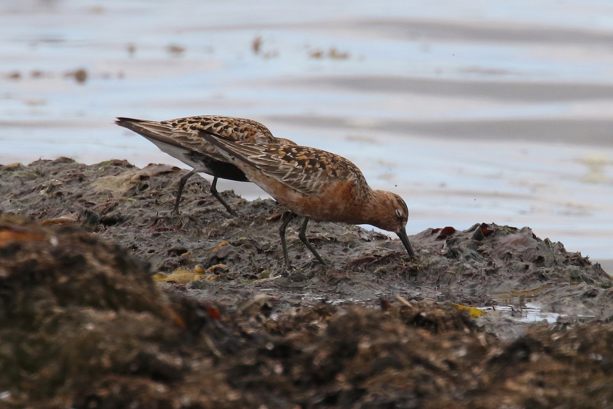 Curlew Sandpiper - Stephen Gast