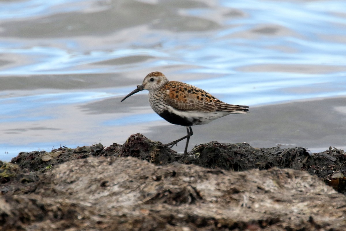 Dunlin - ML172130701