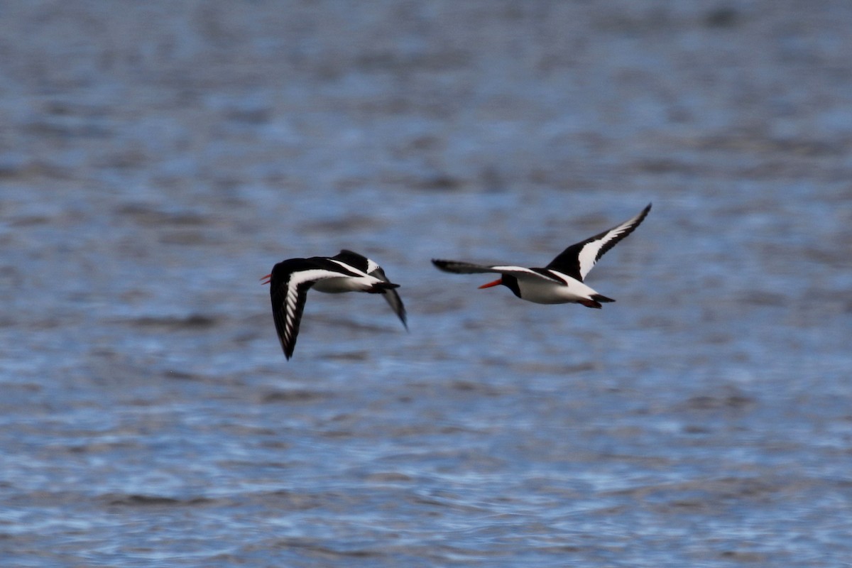 Eurasian Oystercatcher - ML172130741