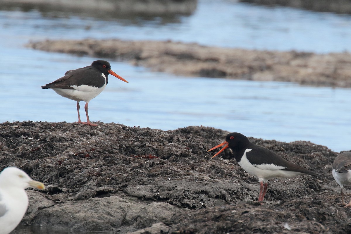 Eurasian Oystercatcher - ML172130761