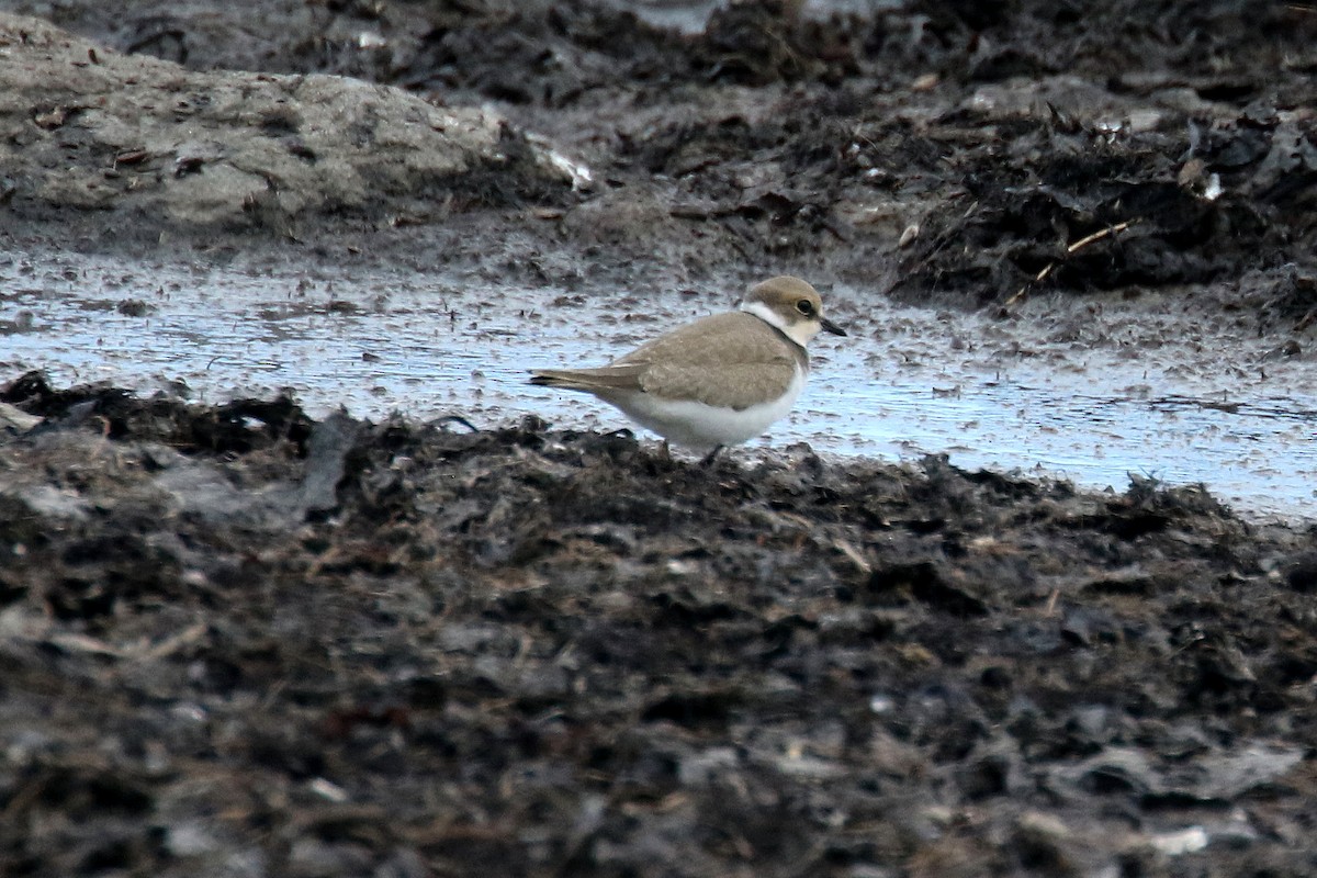 Little Ringed Plover - ML172130871