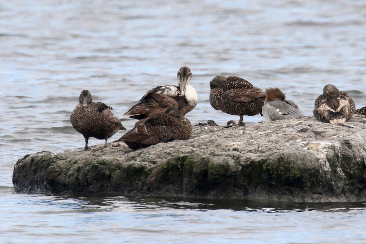 kajka mořská (ssp. mollissima) - ML172131001