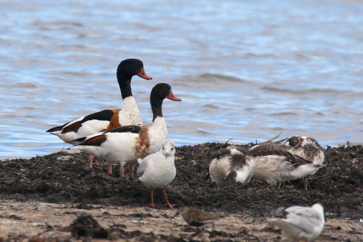 Common Shelduck - ML172131051