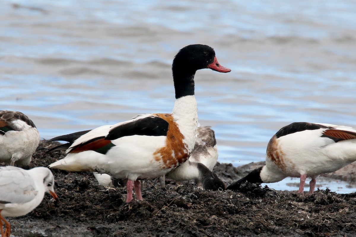 Common Shelduck - ML172131061