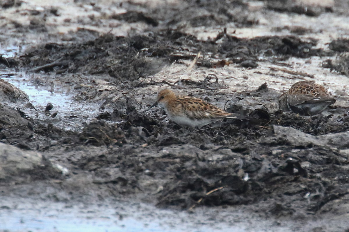 Little Stint - ML172131141