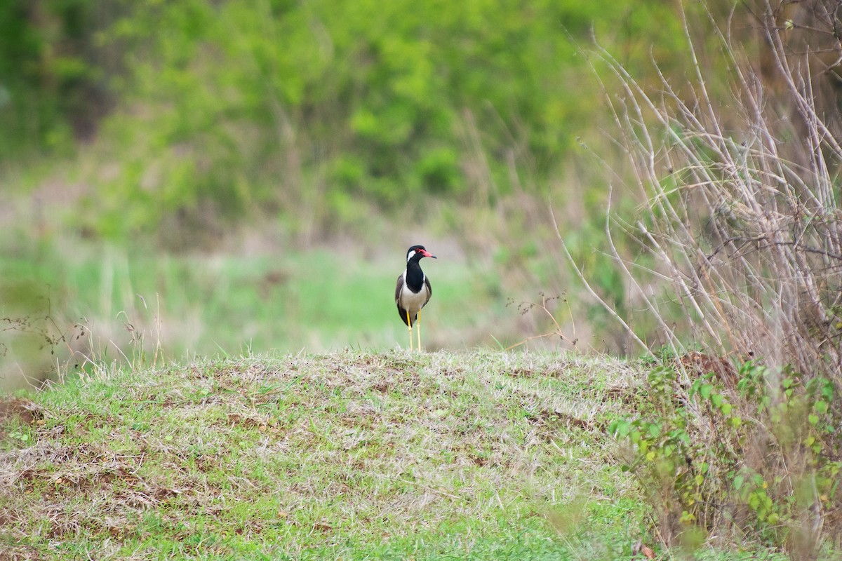 Red-wattled Lapwing - ML172132641