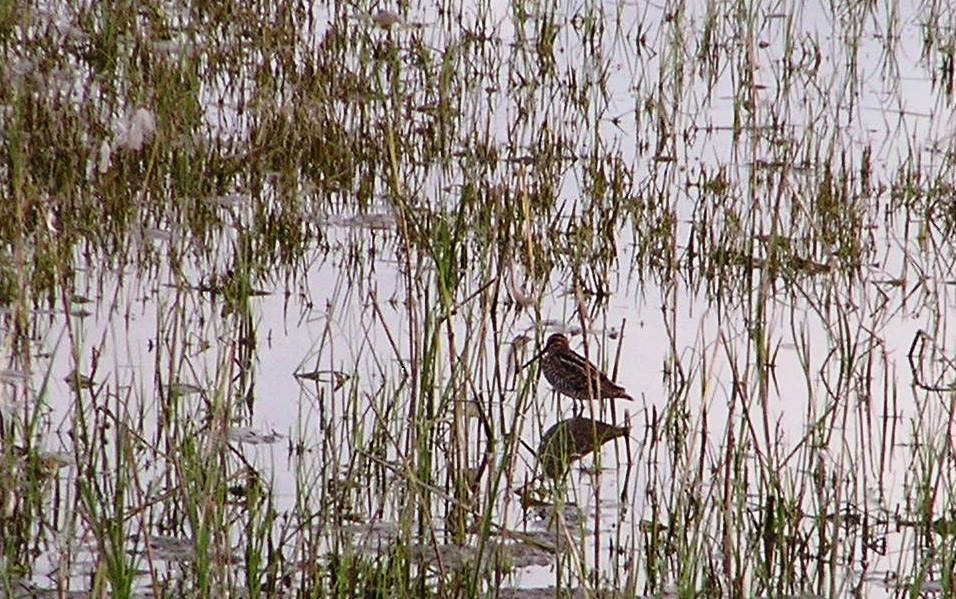 Wilson's Snipe - ML172132781