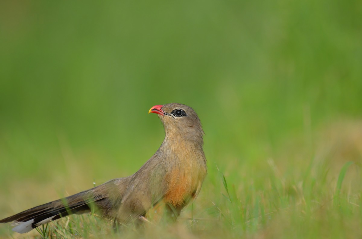 Sirkeer Malkoha - ML172132791