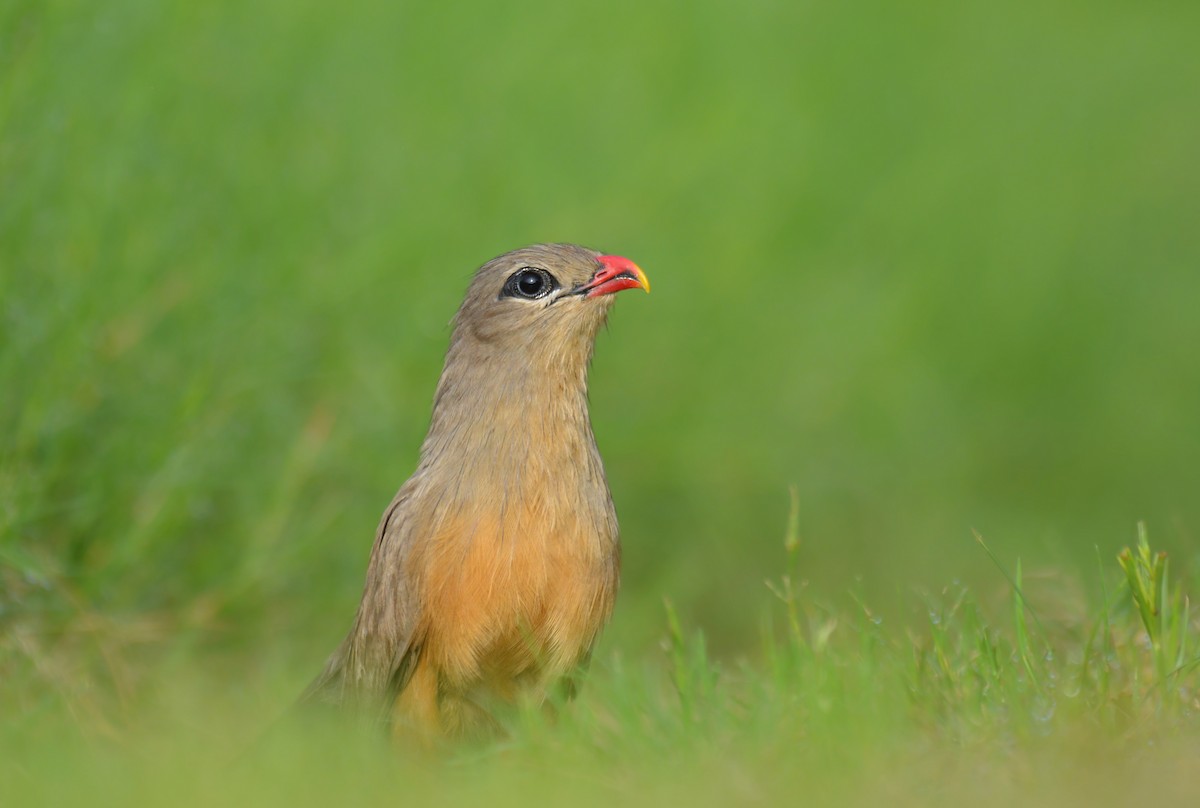 Sirkeer Malkoha - Karmannye Chaudhary