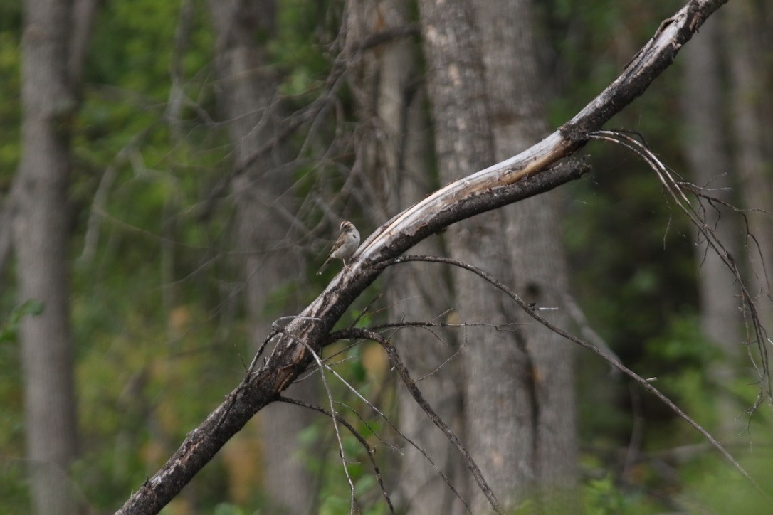 Lark Sparrow - ML172136181