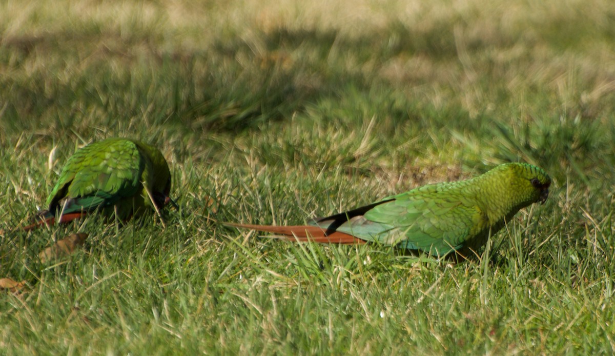 Austral Parakeet - Juan Gaete