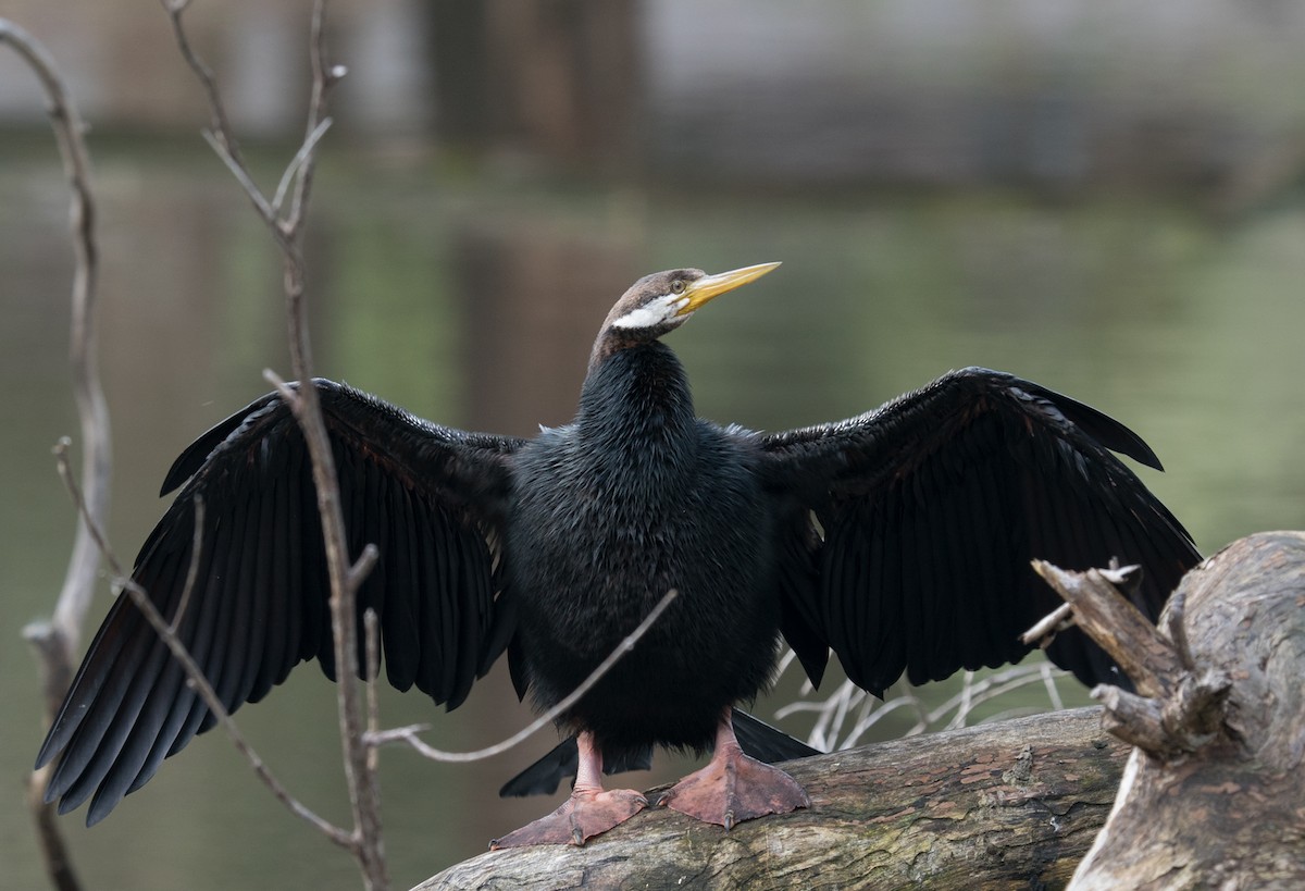 Australasian Darter - ML172137731