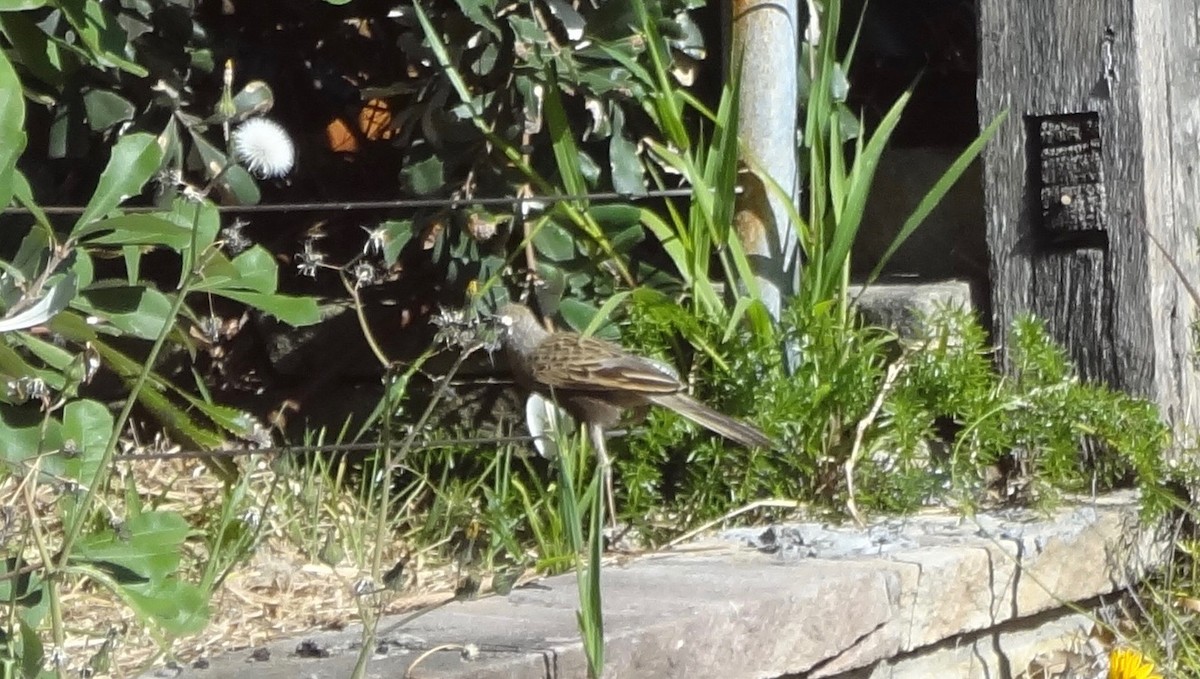 Brown Songlark - Bruce Roubin