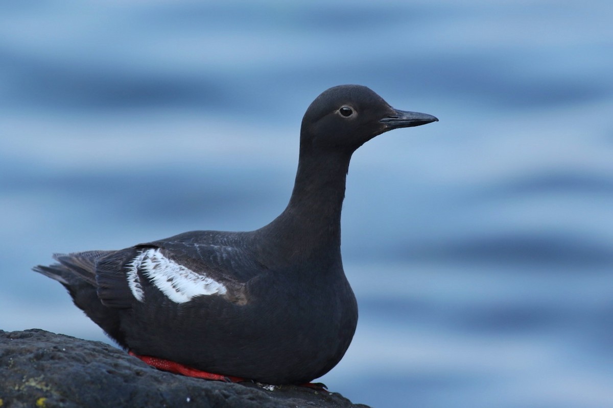 Pigeon Guillemot - ML172140331