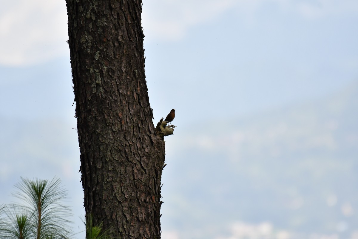 Streaked Laughingthrush - ML172140711