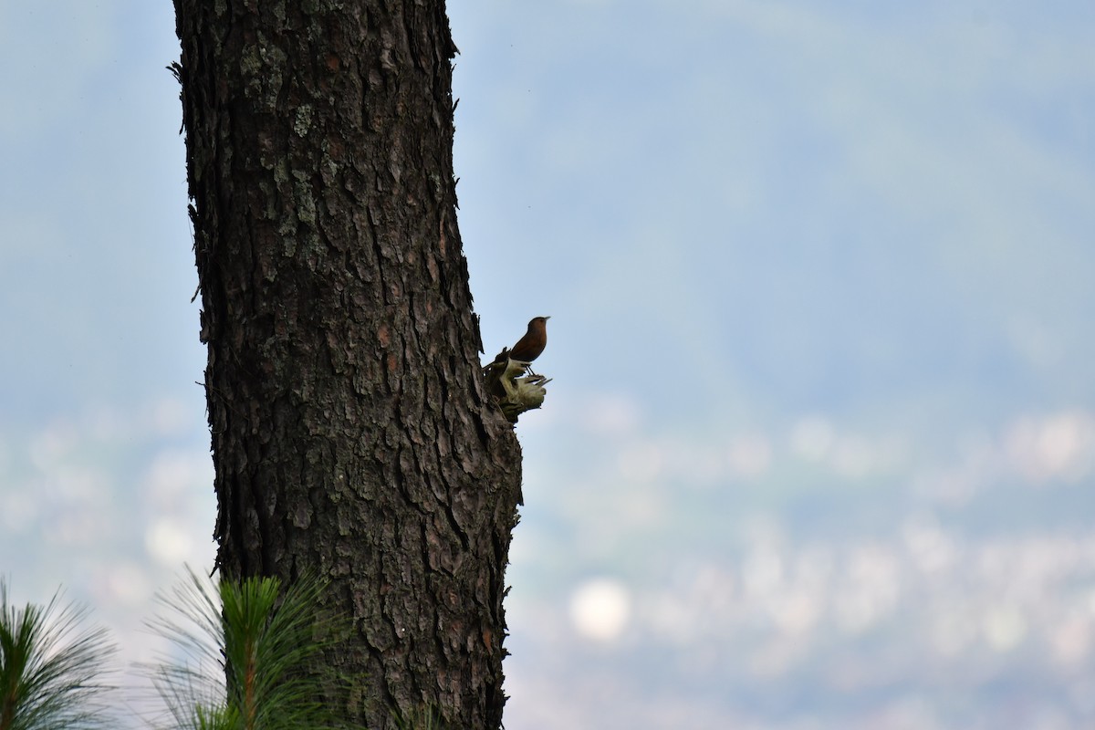 Streaked Laughingthrush - Ian Hearn