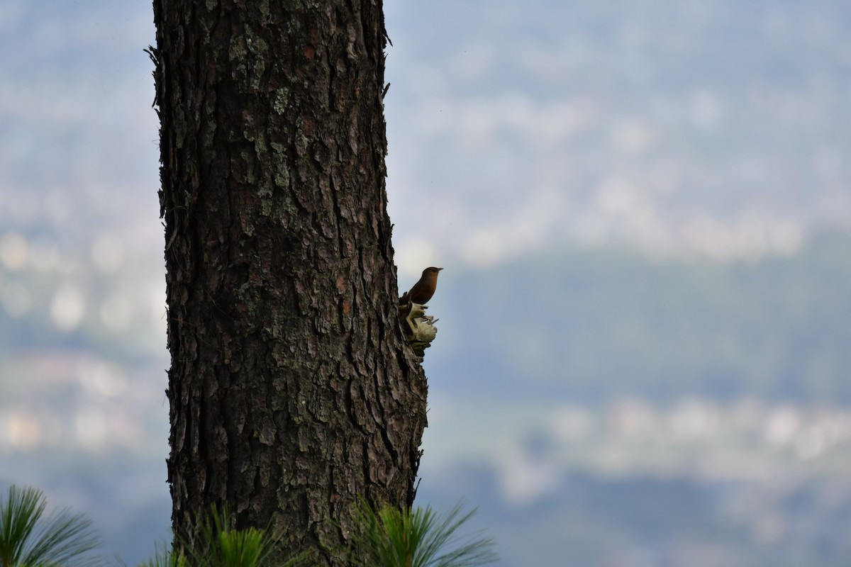 Streaked Laughingthrush - ML172140731