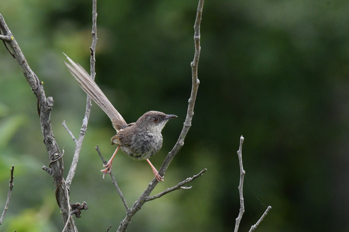 Himalayan Prinia - ML172140791