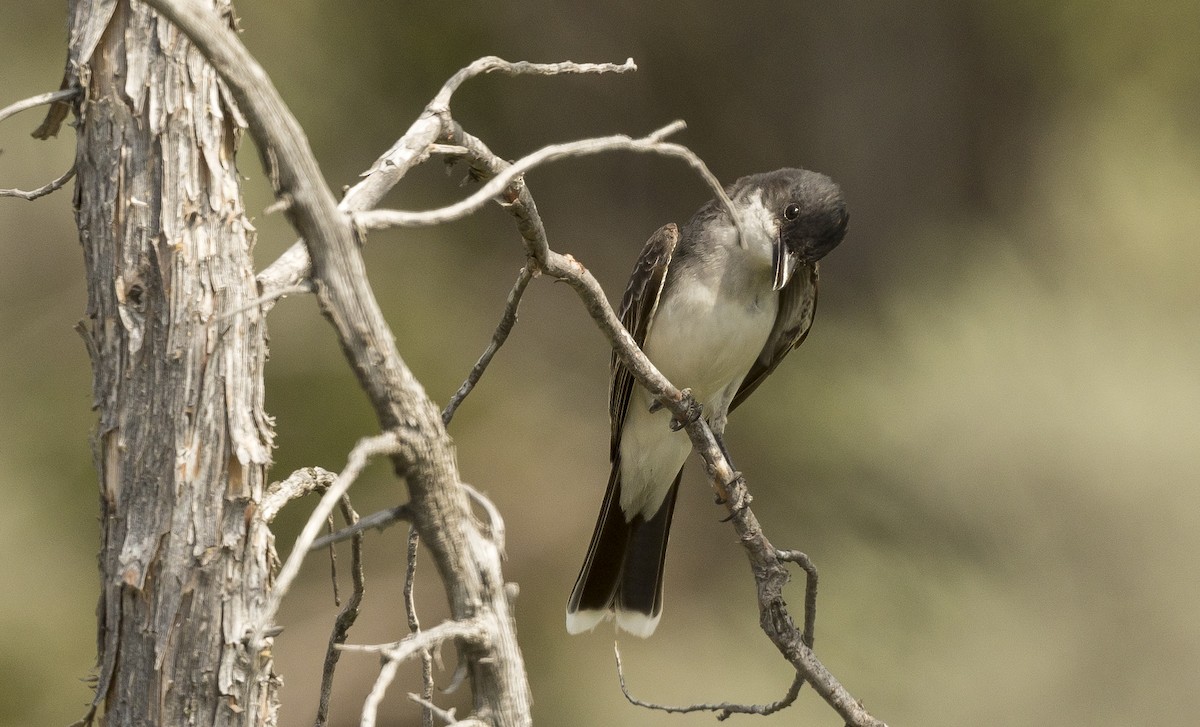 Eastern Kingbird - ML172140901