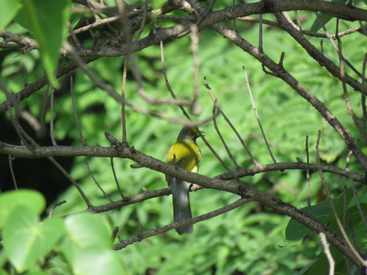 Gray-headed Bulbul - ML172141581