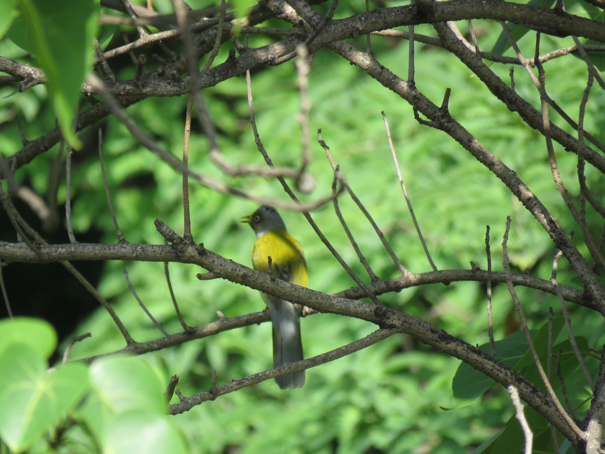 Gray-headed Bulbul - ML172141591