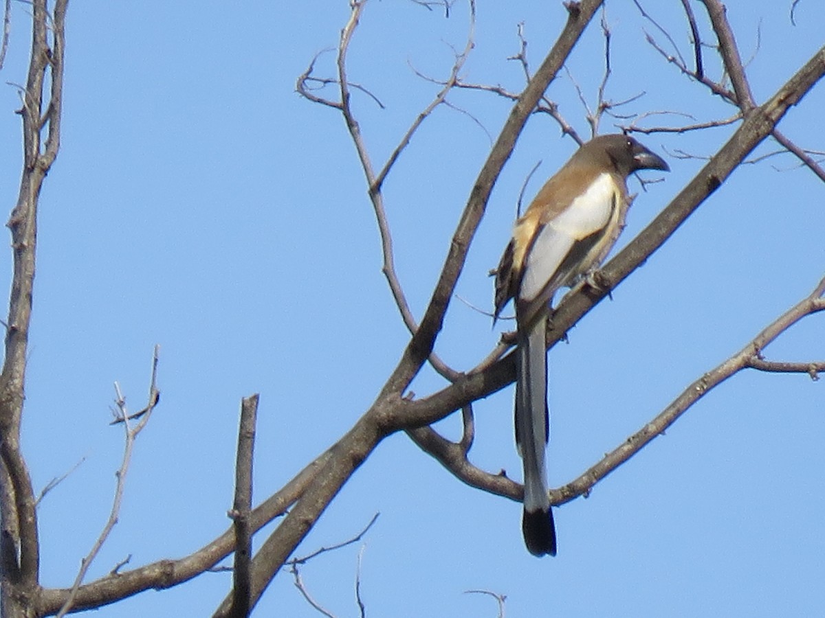 Rufous Treepie - ML172141661