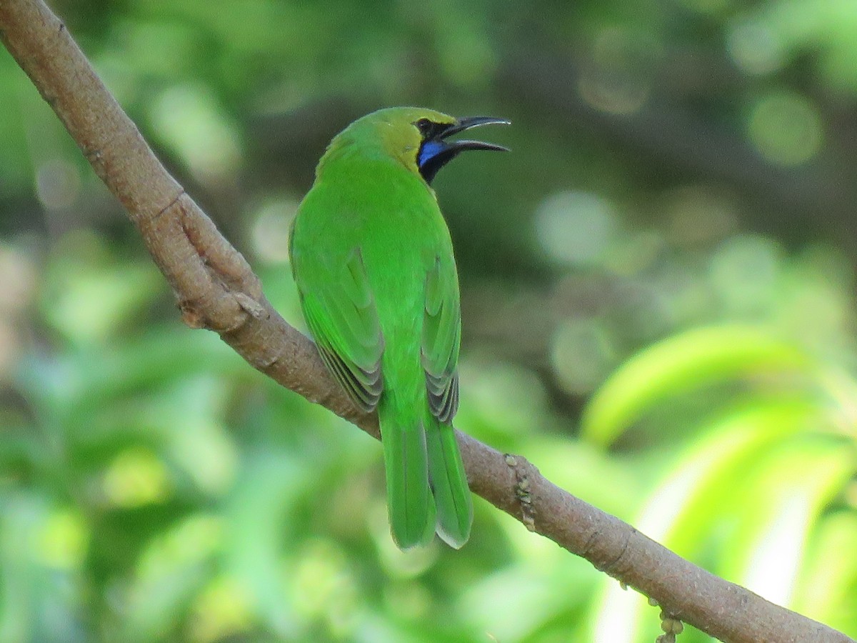 Jerdon's Leafbird - ML172141741