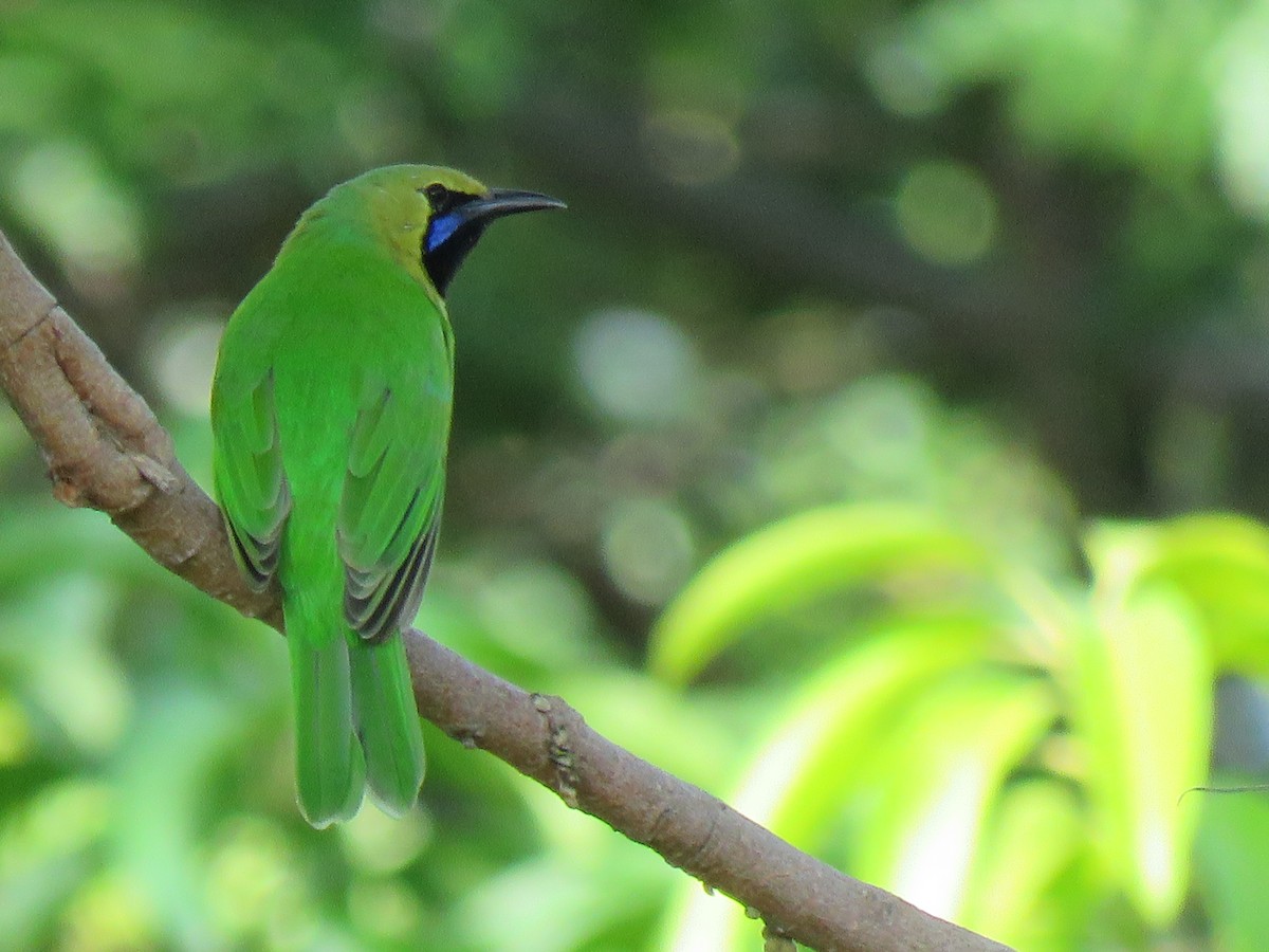 Jerdon's Leafbird - ML172141751