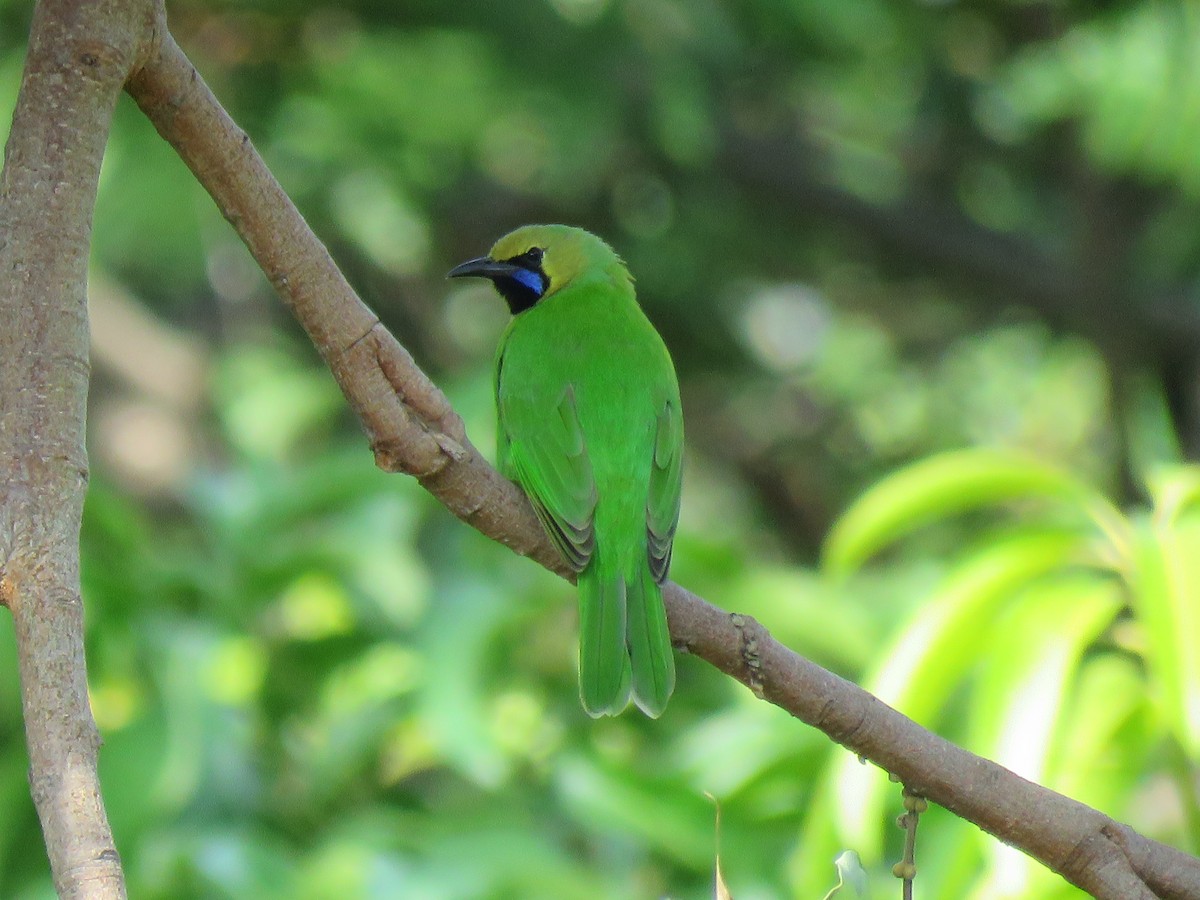 Jerdon's Leafbird - ML172141761
