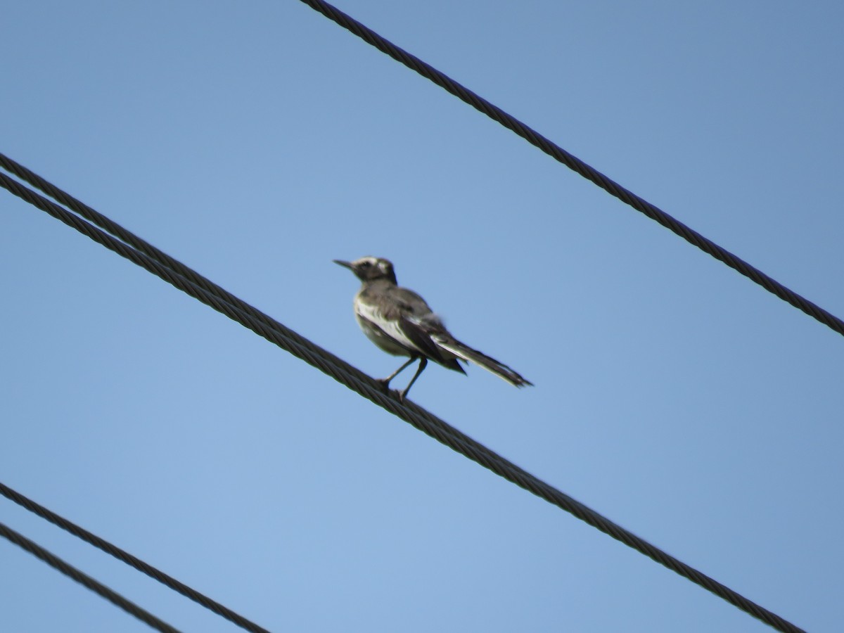White-browed Wagtail - ML172141911