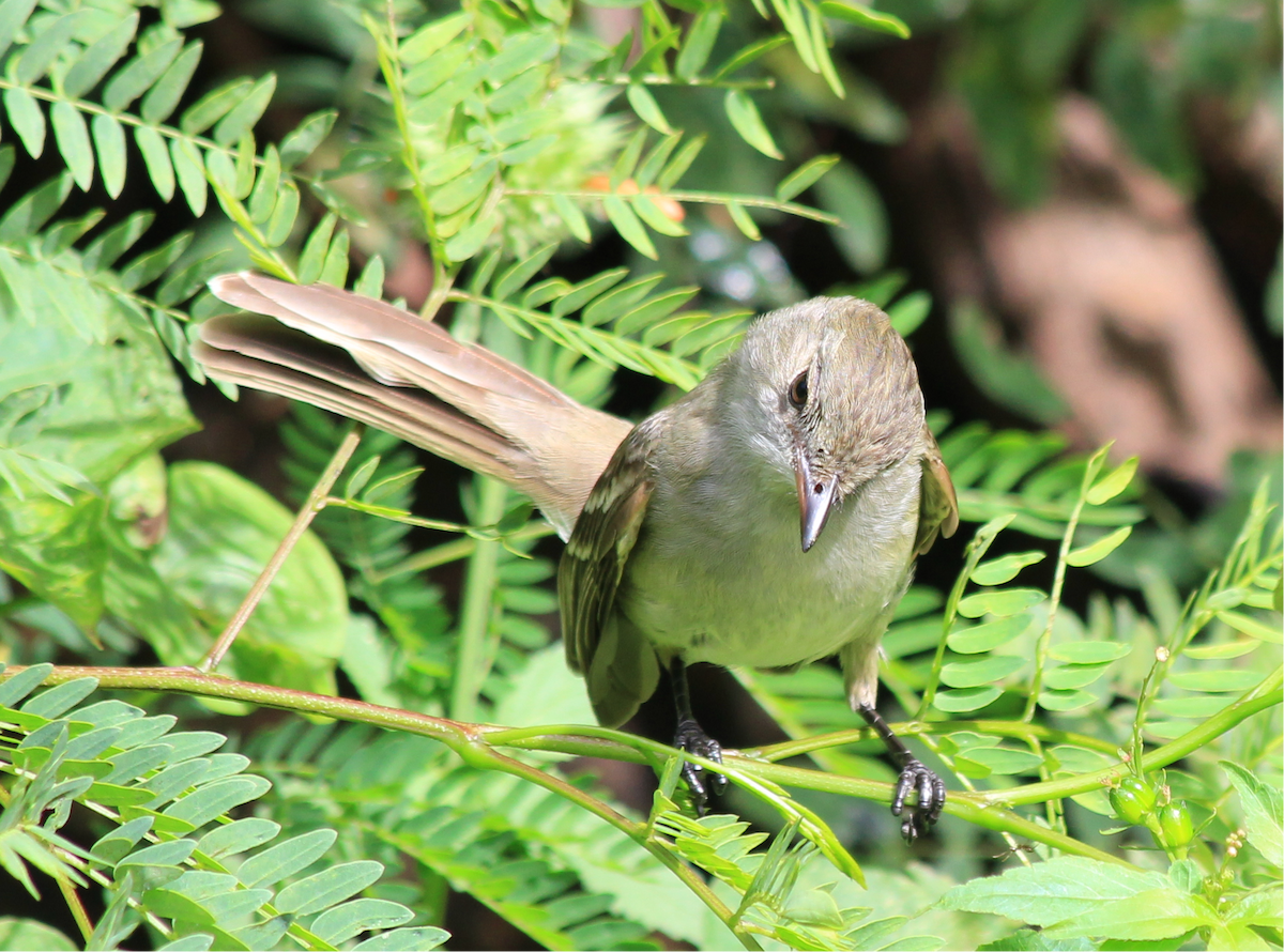 Caribbean Elaenia - ML172143911