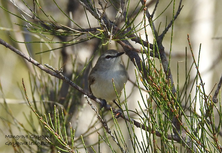 Mangrove Gerygone - Marie Tarrant